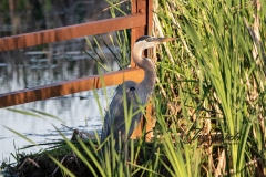 Heron in the Grasses