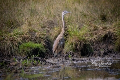 Fishing in the Marsh