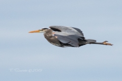 Flat Out Flying Heron