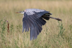 Low Flying Heron