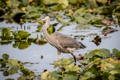 Cranberry Marsh Heron