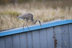 Surfaced Challenged Heron