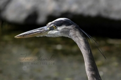 Portrait of a Great Blue Heron