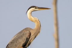 Posing Great Blue Heron