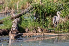 Herons & Wood Ducks Slaab Creek