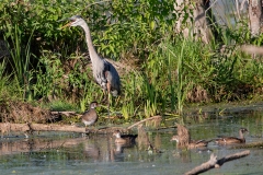 Wood Ducks & Heron at Slaab Creek 2