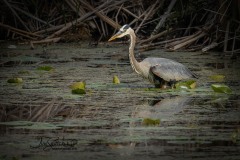 Heron Scouting for Fish