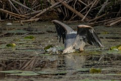 Diving Heron
