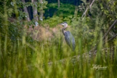 Hiding in the Grasses
