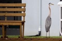 Heron Beside the Bench