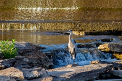 Belleville Dam Heron