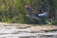 Heron Taking Off in Marsh