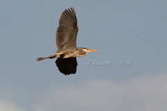 Soaring Heron