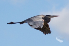 Heron in Flight in Blue Skies