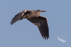Heron Flying Forward