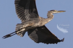 Full Out Flight Heron