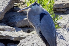 Sunning Heron Belleville