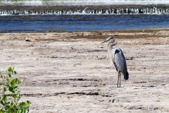 Heron in Belleville Waters