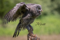 Great Grey Owlet Expressing Itself