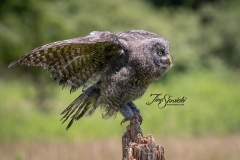 Great Grey Owlet