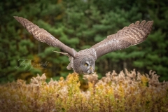 Great Grey Owl Wings Up