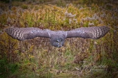 Great Grey Owl Flat Out