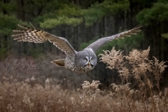 Great Grey Owl Flyby