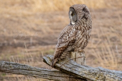 Great Grey Owl Looking Back