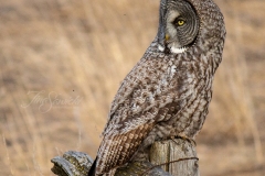 Great Grey Owl Close Up