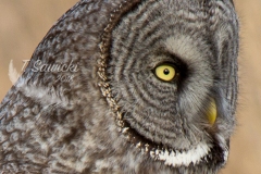 Great Grey Owl Zoom 2