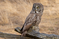 Great Grey Owl Gazing