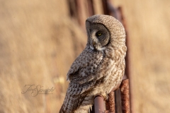 Great Grey Owl Linear