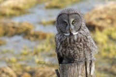 Great Grey Owl Swamp Background