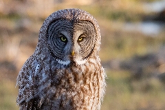 Great Grey Owl On Stump-click for full