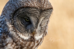Great Grey Owl Zoom 3
