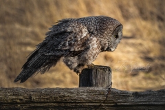 Great Grey Owl Profile