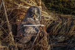 Great Grey Owl on Ground