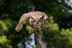 Great Horned Owl 4