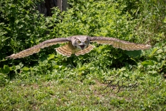 Great Horned Owl 8