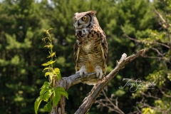 Great Horned Owl 5