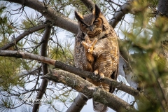 Great Horned Owl 3