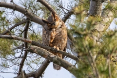 Great Horned Owl 1