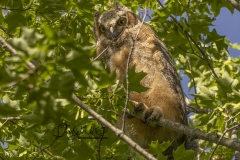 Great Horned Owl Fledgling