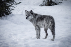 Grey Wolf in the Snow