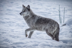 Grey Wolf in the Snow