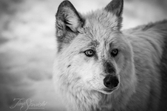 Black/White Wolf