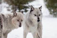 Wolf Pair