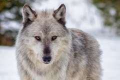 Gazing Grey Wolf