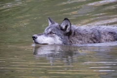 WOLF-SWIM2