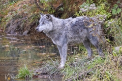 WOLF-WATER-EDGE